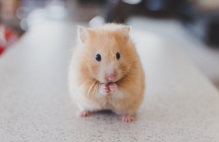 Er Chinchilla En Hamster?