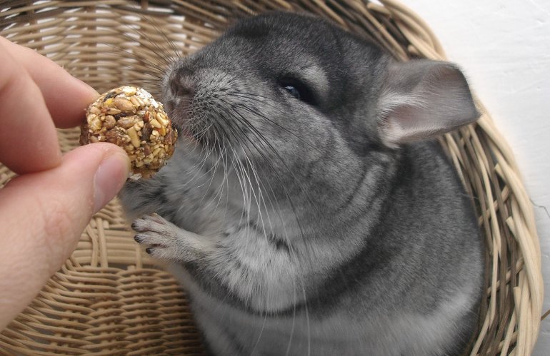 Hvilke Ting Skal Man Bruge For At Holde Chinchilla?