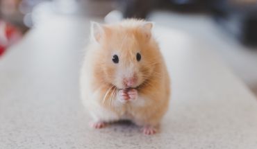 Er chinchilla en hamster?